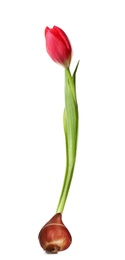 Image of Red tulip flower with bulb on white background