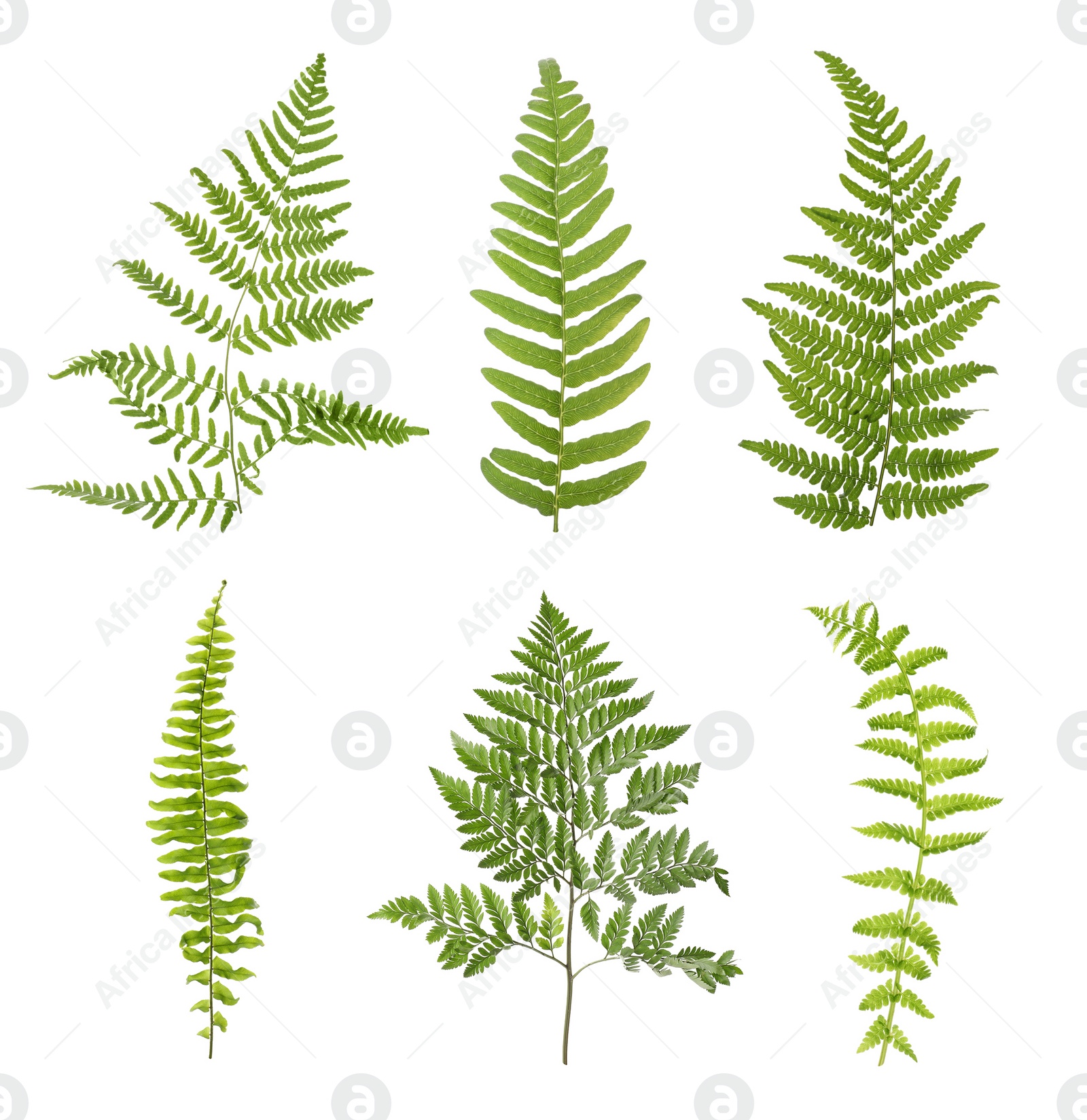 Image of Set with beautiful fern leaves on white background 