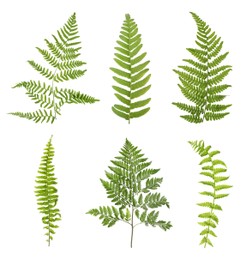 Image of Set with beautiful fern leaves on white background 