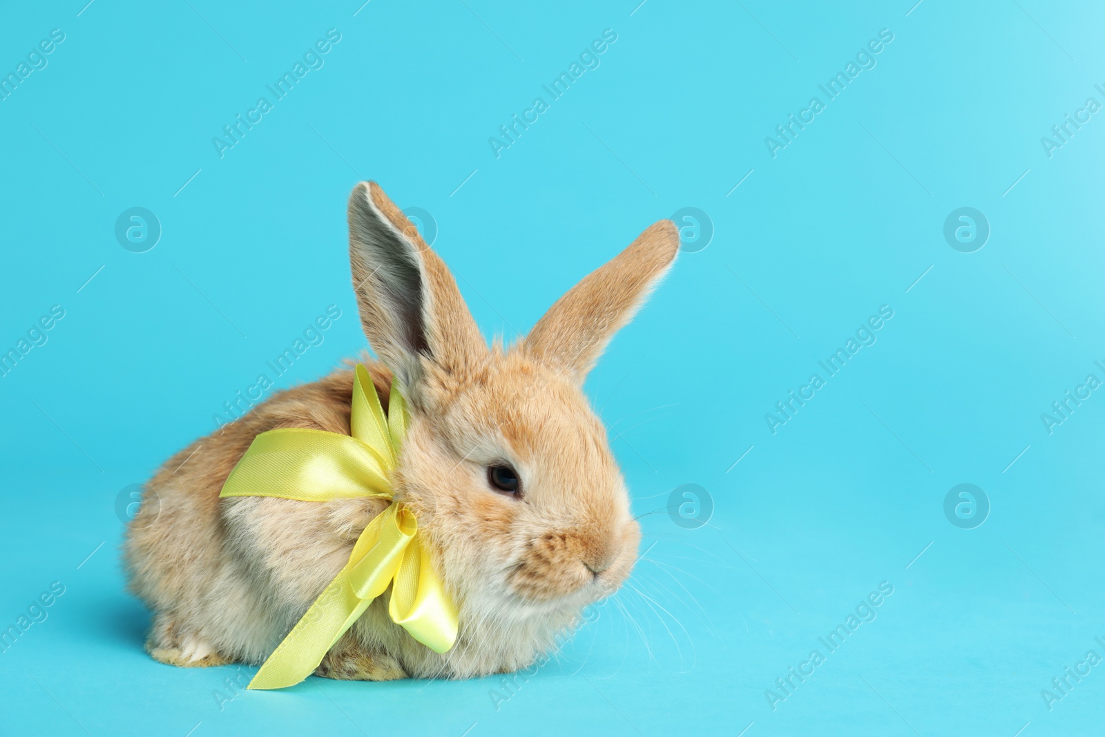 Photo of Adorable furry Easter bunny with cute bow tie on color background, space for text