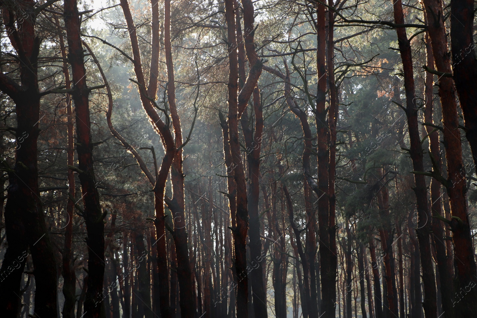 Photo of Picturesque view of beautiful forest on sunny day