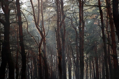 Photo of Picturesque view of beautiful forest on sunny day