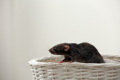 Cute small rat in basket against light background