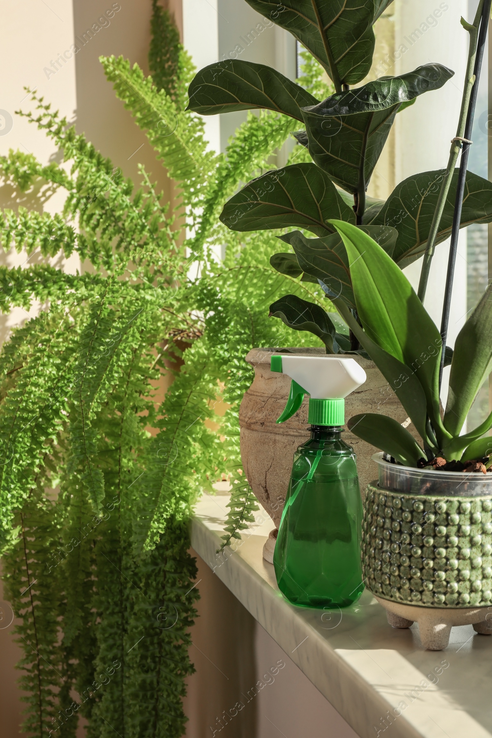 Photo of Beautiful houseplants in pots and spray bottle on windowsill indoors. House decor