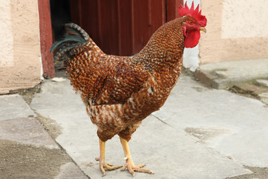 Photo of Big red rooster in yard. Domestic animal