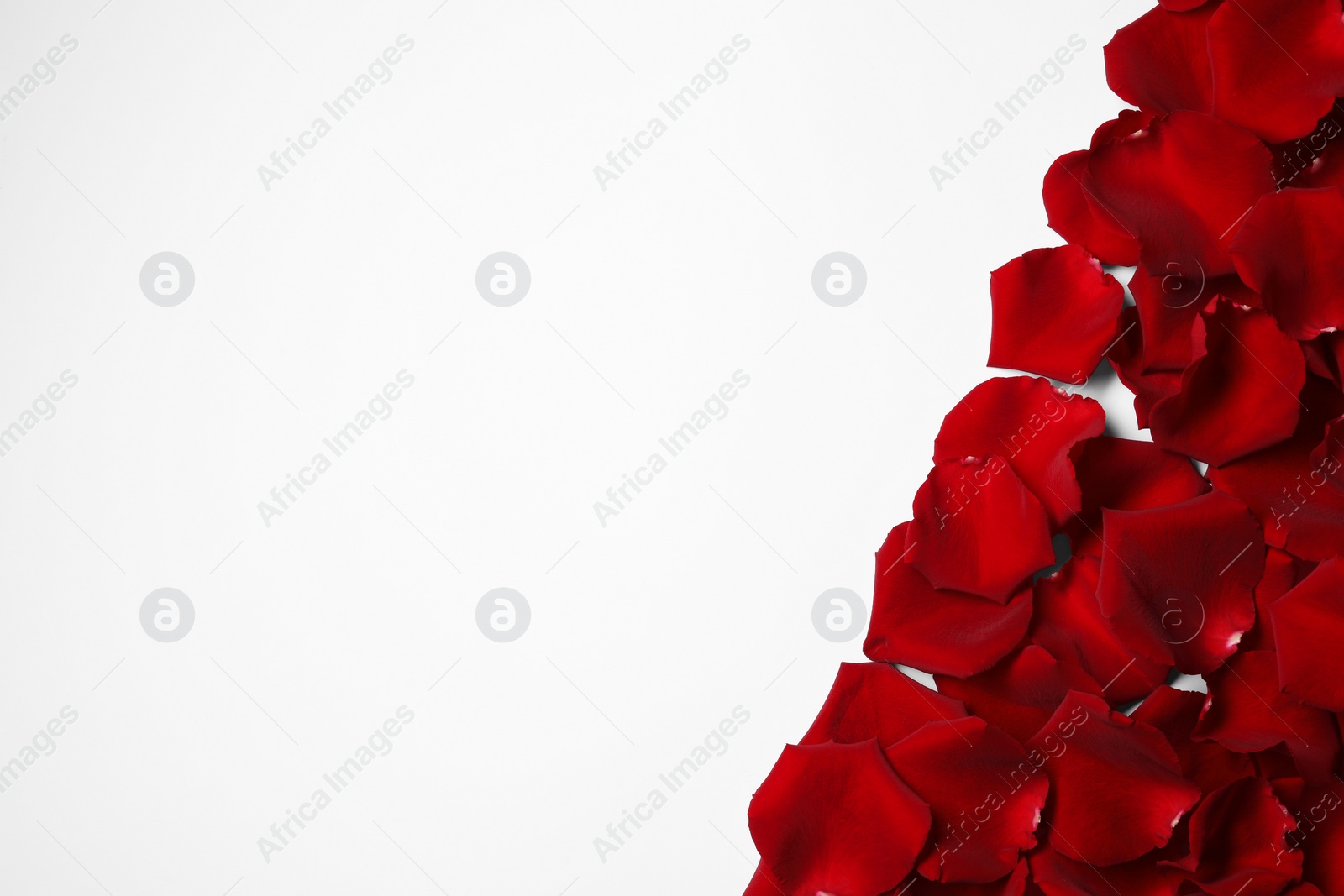 Photo of Beautiful red rose petals on white background, top view