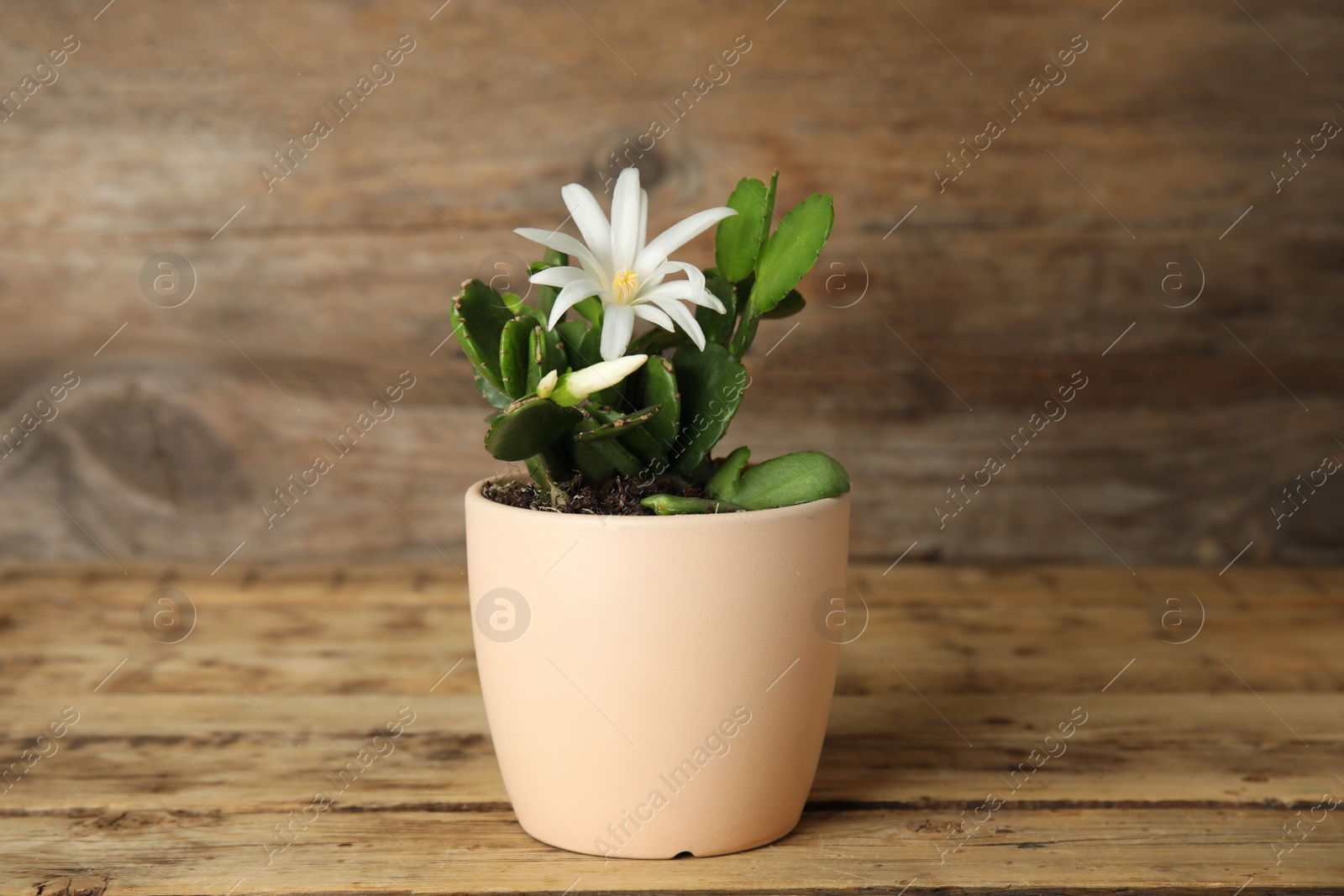 Photo of Beautiful blooming Schlumbergera (Christmas or Thanksgiving cactus) in pot on wooden table