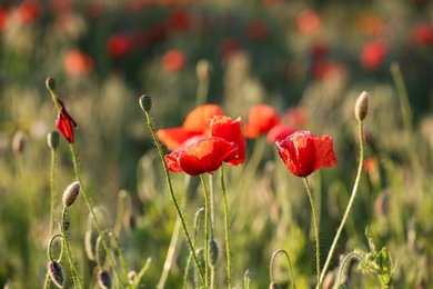 Photo of Beautiful blooming red poppy flowers in field on sunny day