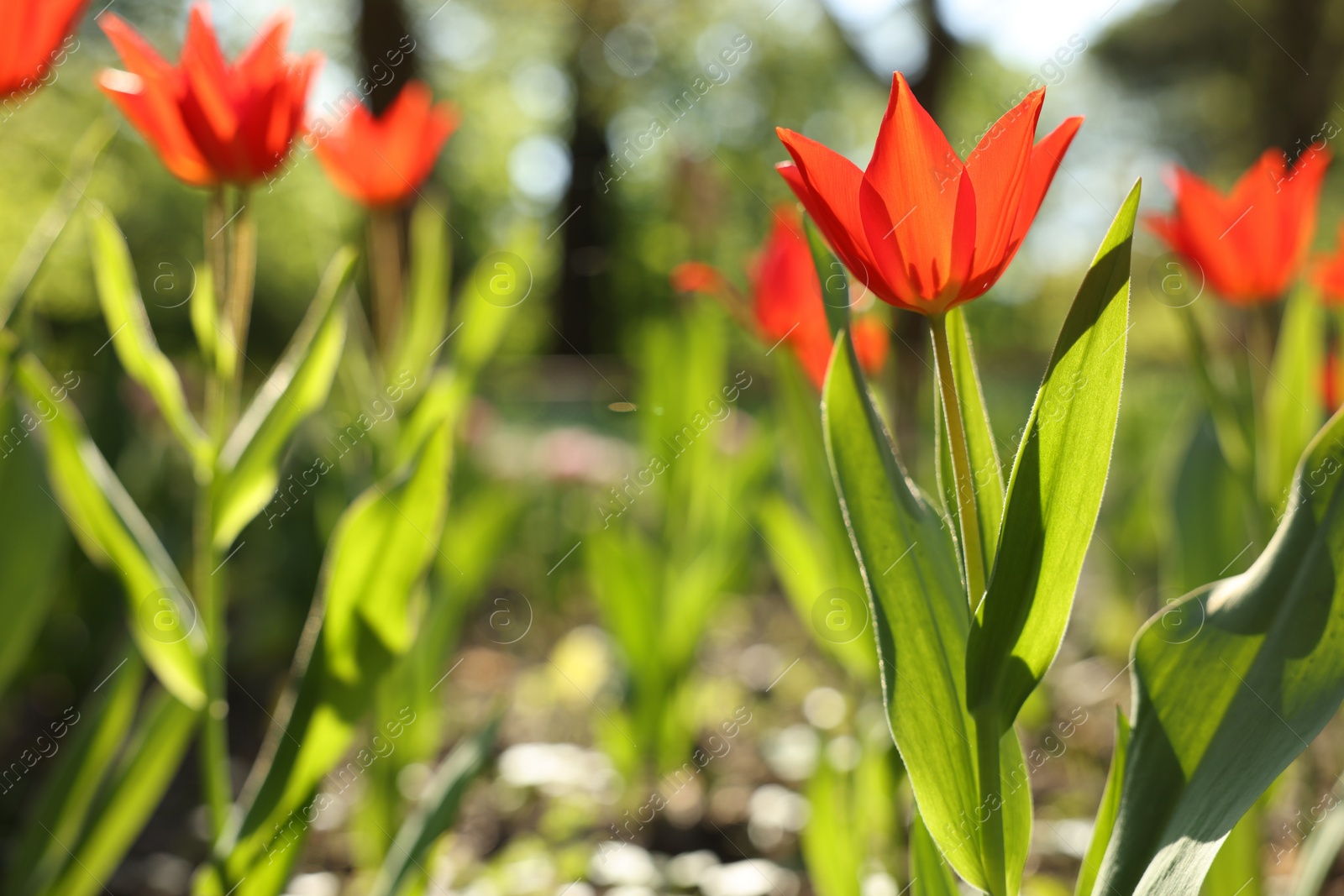 Photo of Beautiful red tulips growing outdoors on sunny day, closeup