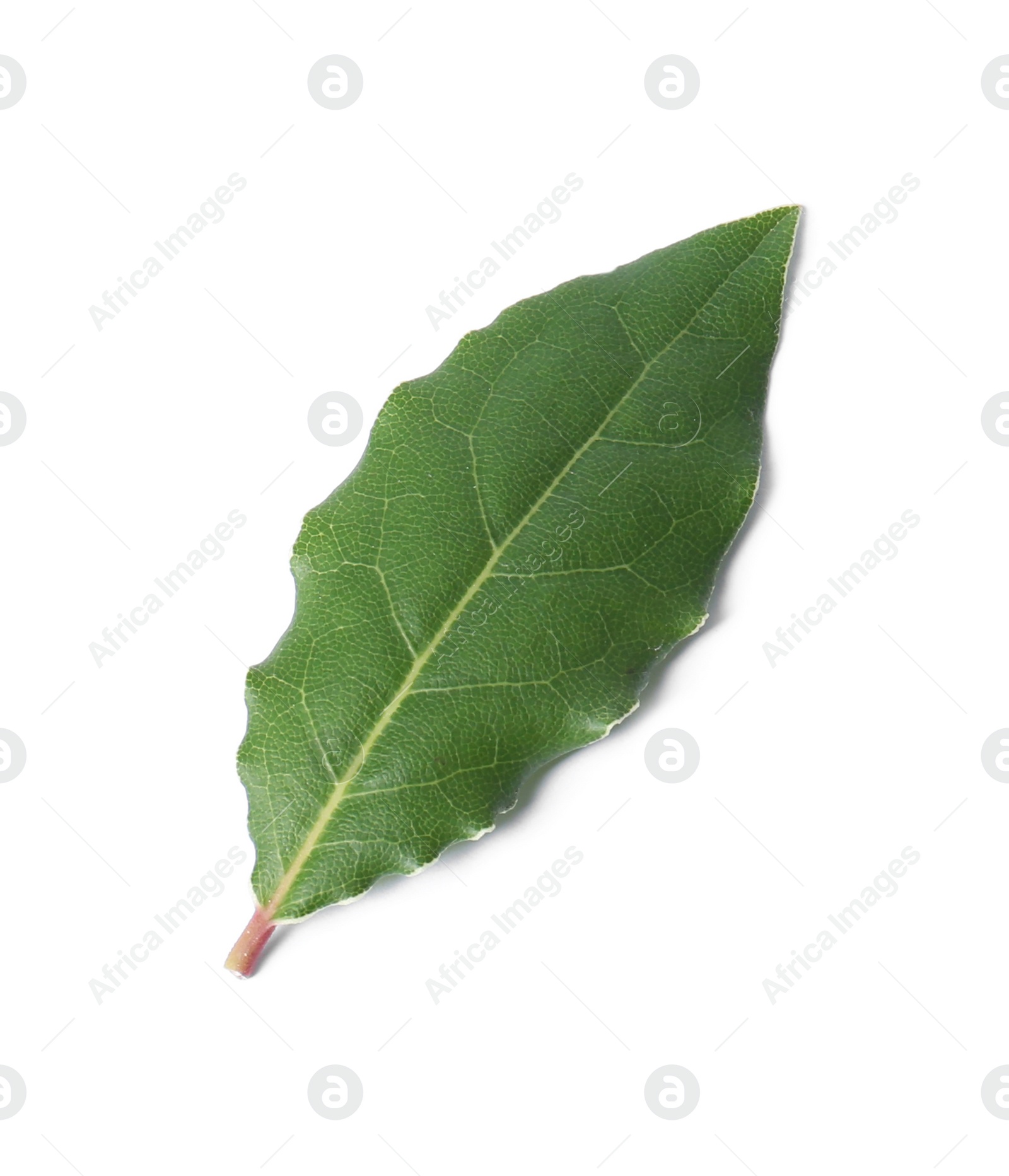 Photo of One fresh bay leaf isolated on white