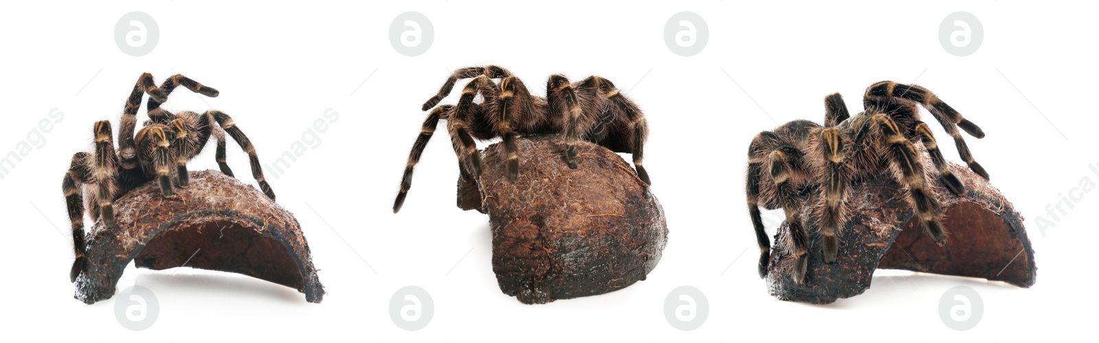 Image of Collage of striped knee tarantula (Aphonopelma seemanni) on white background