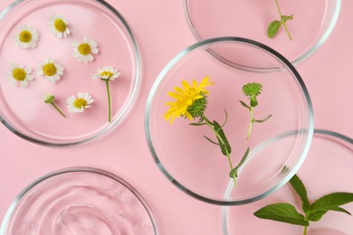 Petri dishes with different plants and cosmetic products on pink background, flat lay