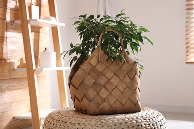 Stylish wicker basket with beautiful houseplant on pouf indoors
