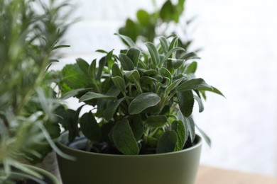 Photo of Sage plant in pot on light background, closeup