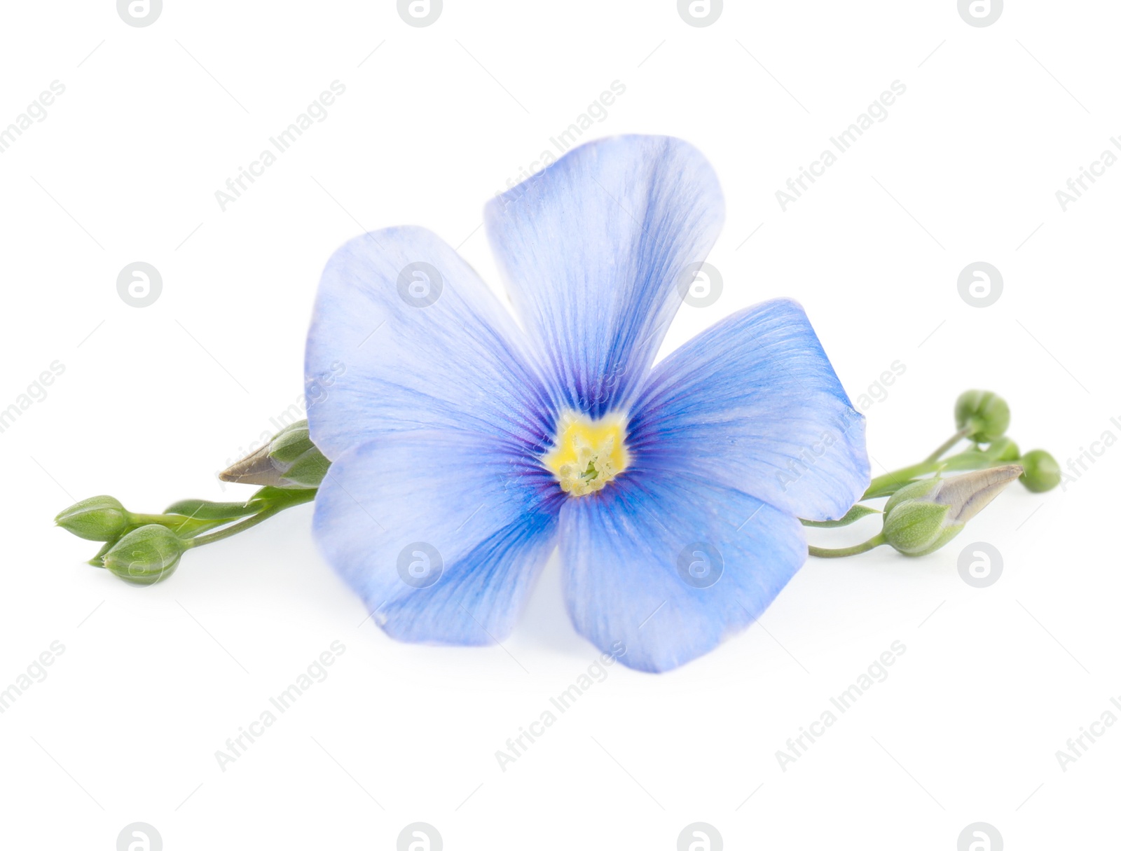 Photo of Beautiful blooming flax flower on white background