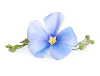 Photo of Beautiful blooming flax flower on white background