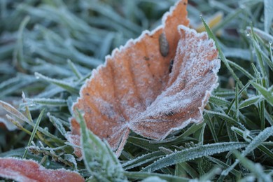Photo of Beautiful yellowed leaf on grass covered with frost outdoors