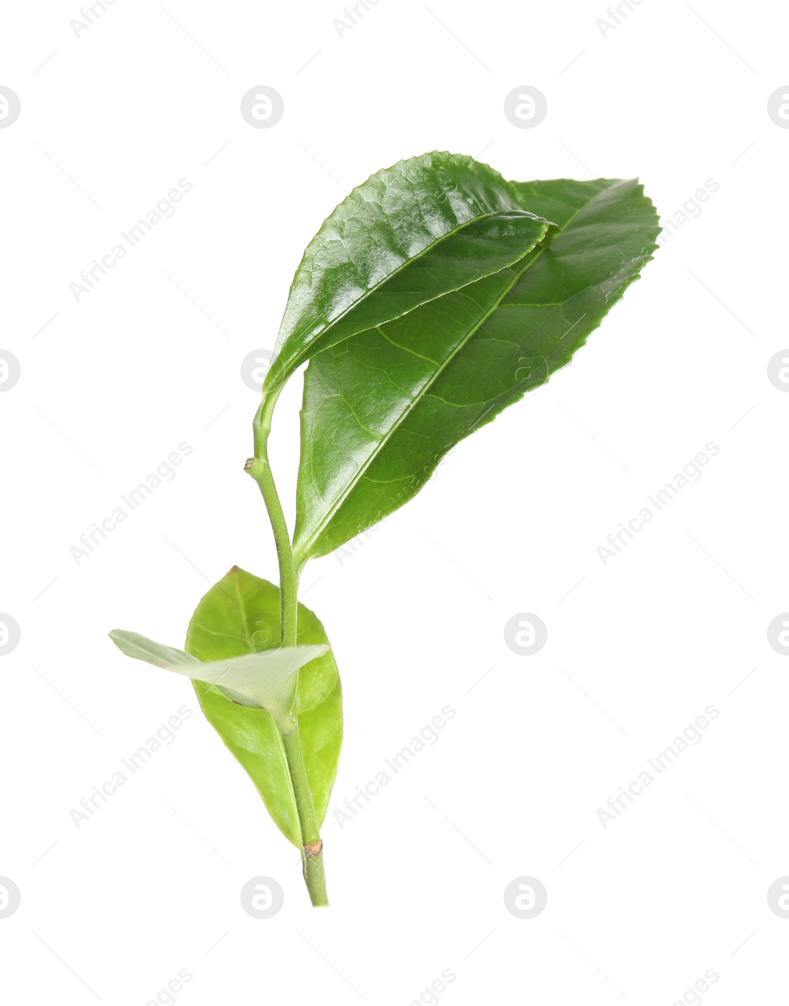 Photo of Green leaves of tea plant isolated on white