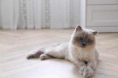 Photo of Beautiful fluffy cat lying on warm floor in room, space for text. Heating system