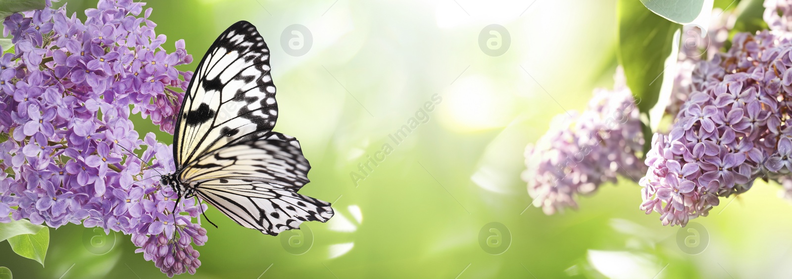 Image of Beautiful rice paper butterfly on lilac flowers in garden, banner design 