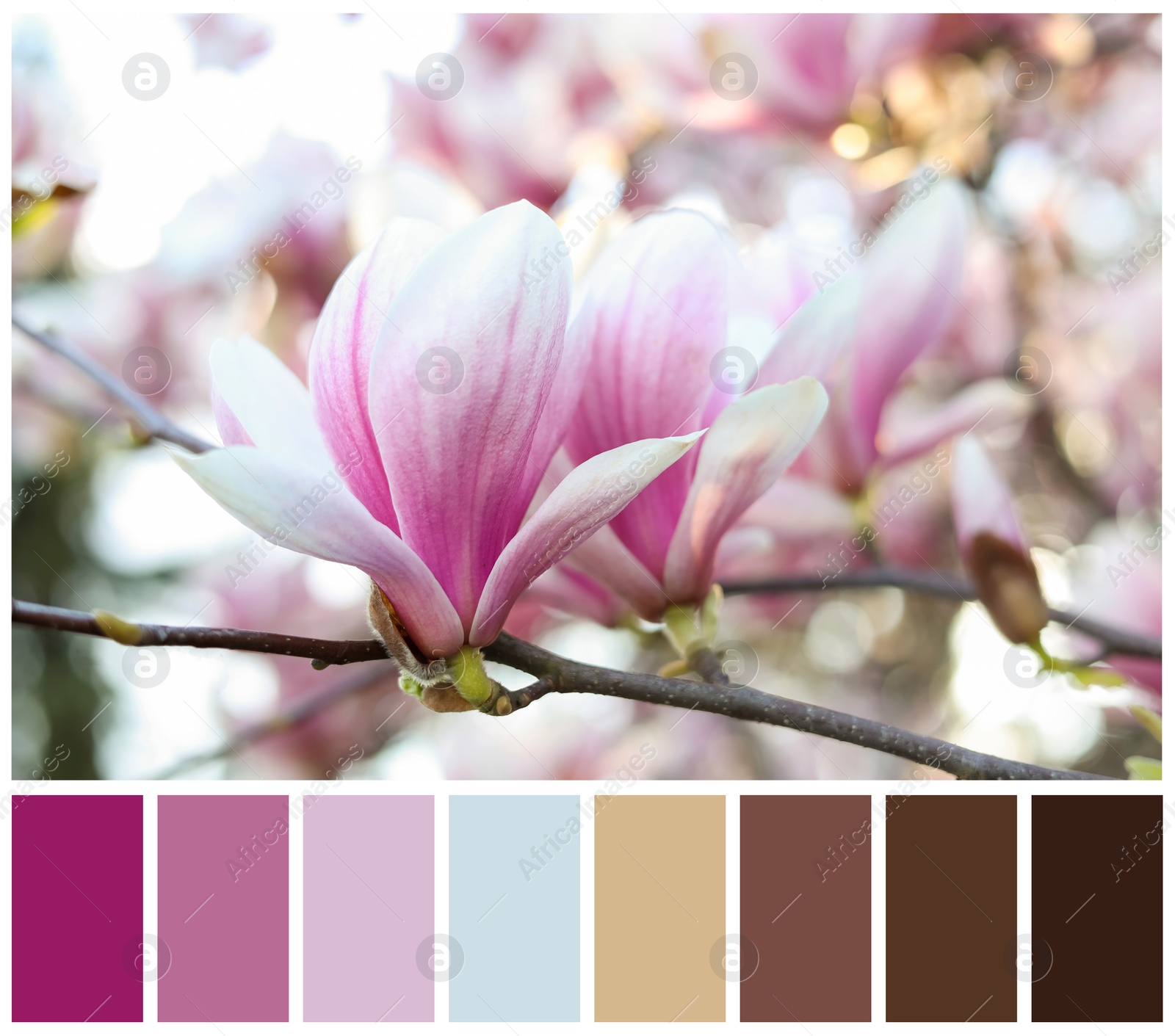 Image of Magnolia tree with beautiful flowers and color palette. Collage