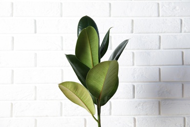 Photo of Beautiful rubber plant near brick wall. Home decor