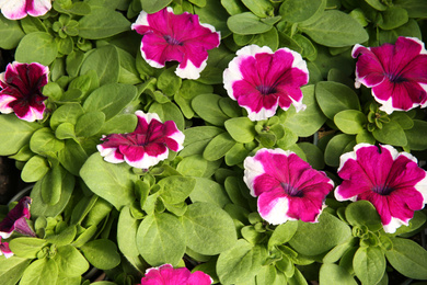 Closeup view of beautiful petunia flowers. Potted plant