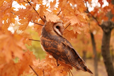 Photo of Beautiful common barn owl on tree outdoors
