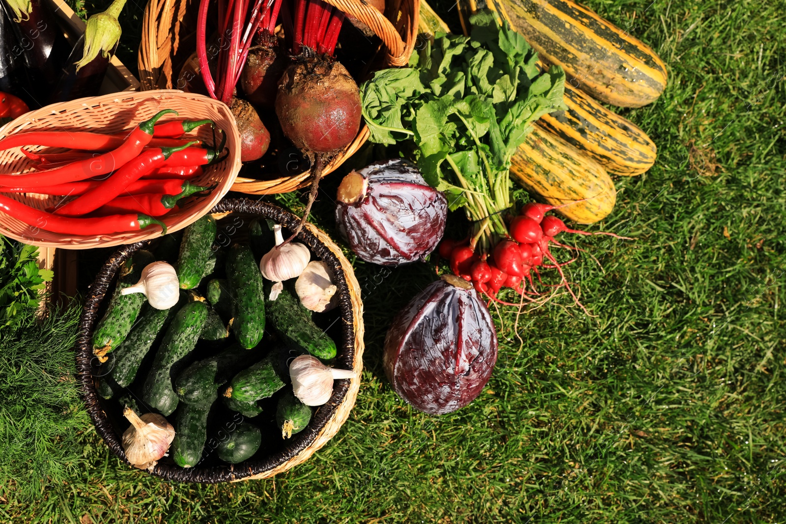 Photo of Different fresh ripe vegetables on green grass, flat lay