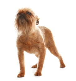 Photo of Studio portrait of funny Brussels Griffon dog on white background