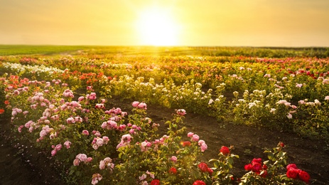 Bushes with beautiful roses outdoors on sunny day