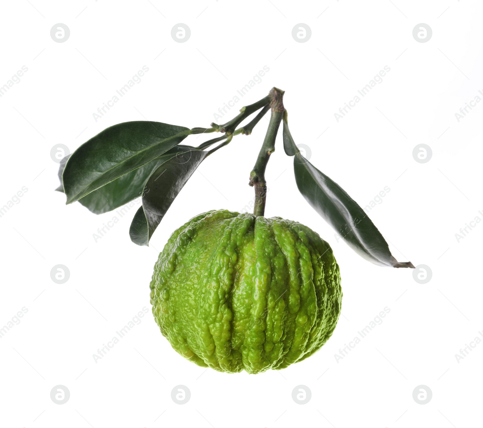 Photo of Bergamot tree branch with fruit and leaves on white background