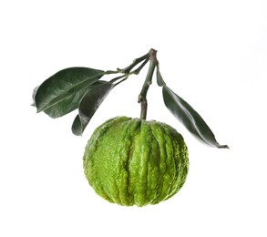 Photo of Bergamot tree branch with fruit and leaves on white background