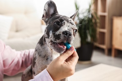 Photo of Woman brushing dog's teeth at home, closeup