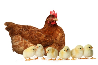 Hen with cute chickens on white background