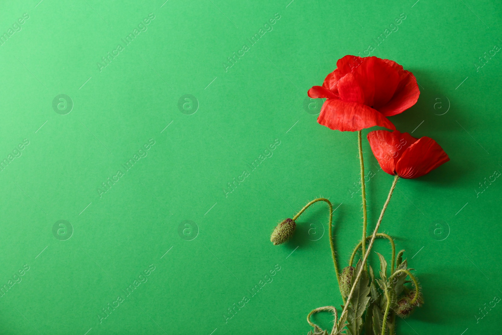 Photo of Beautiful red poppy flowers on green background, flat lay. Space for text