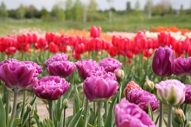 Beautiful colorful tulip flowers growing in field