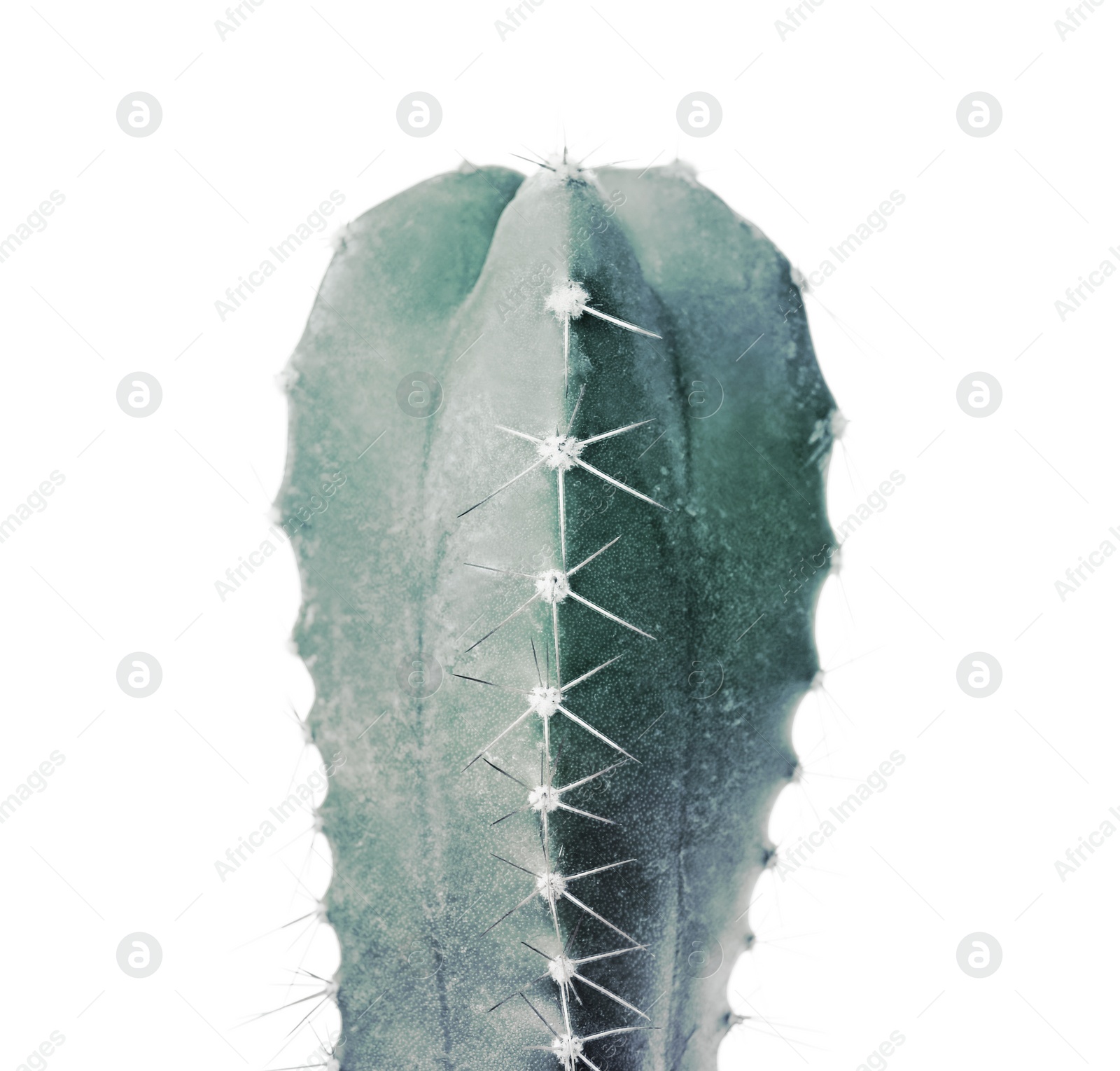Image of Beautiful cactus on white background. Color toned