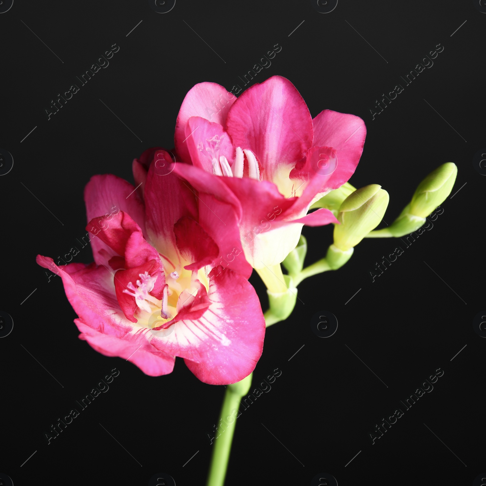 Photo of Beautiful bright freesia flower on dark background