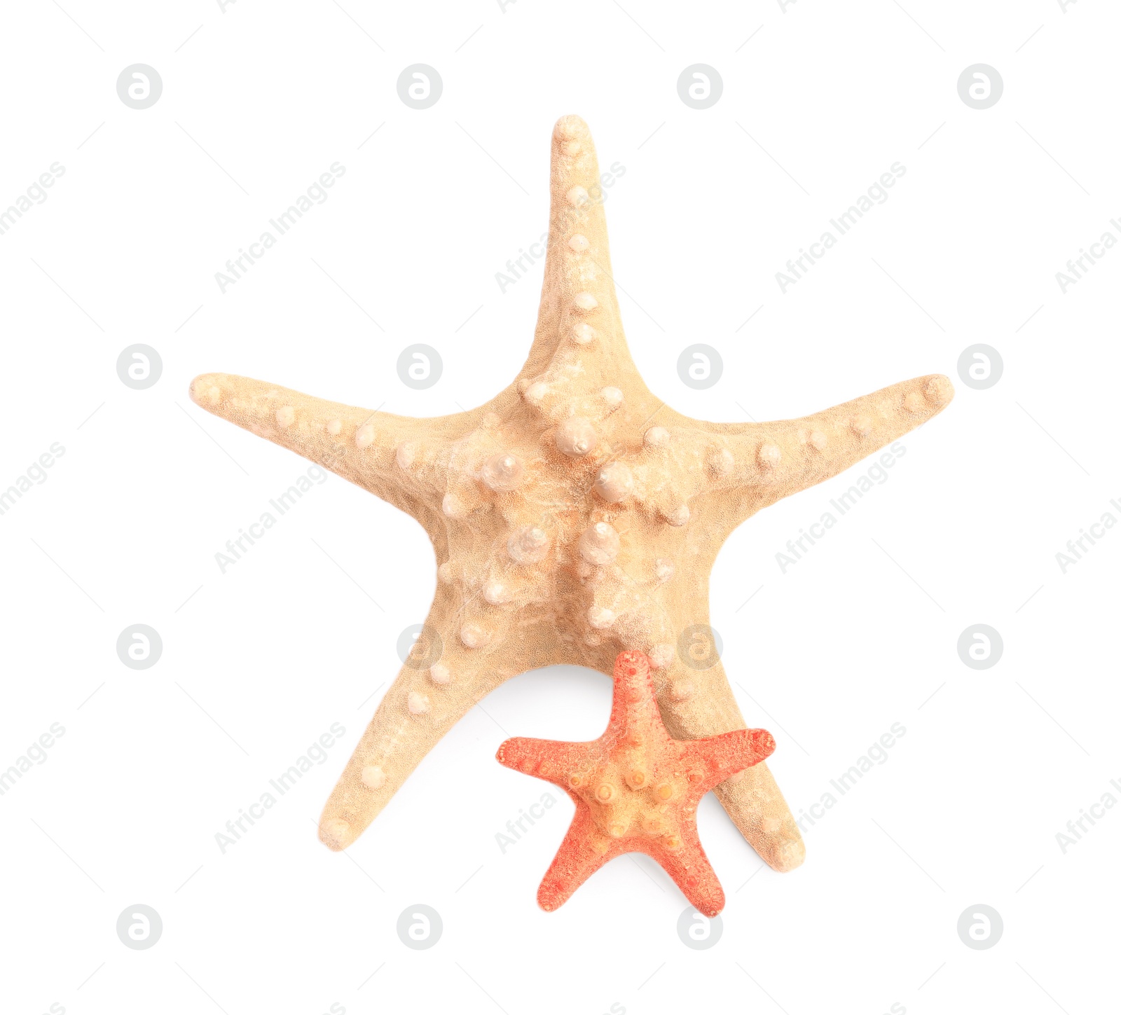 Photo of Beautiful sea stars (starfish) isolated on white, top view