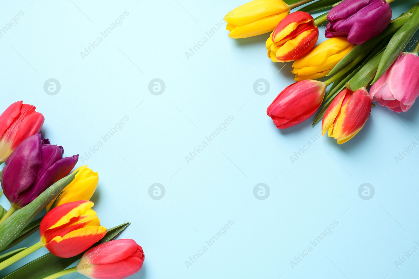 Photo of Beautiful spring tulips on light blue background, flat lay. Space for text
