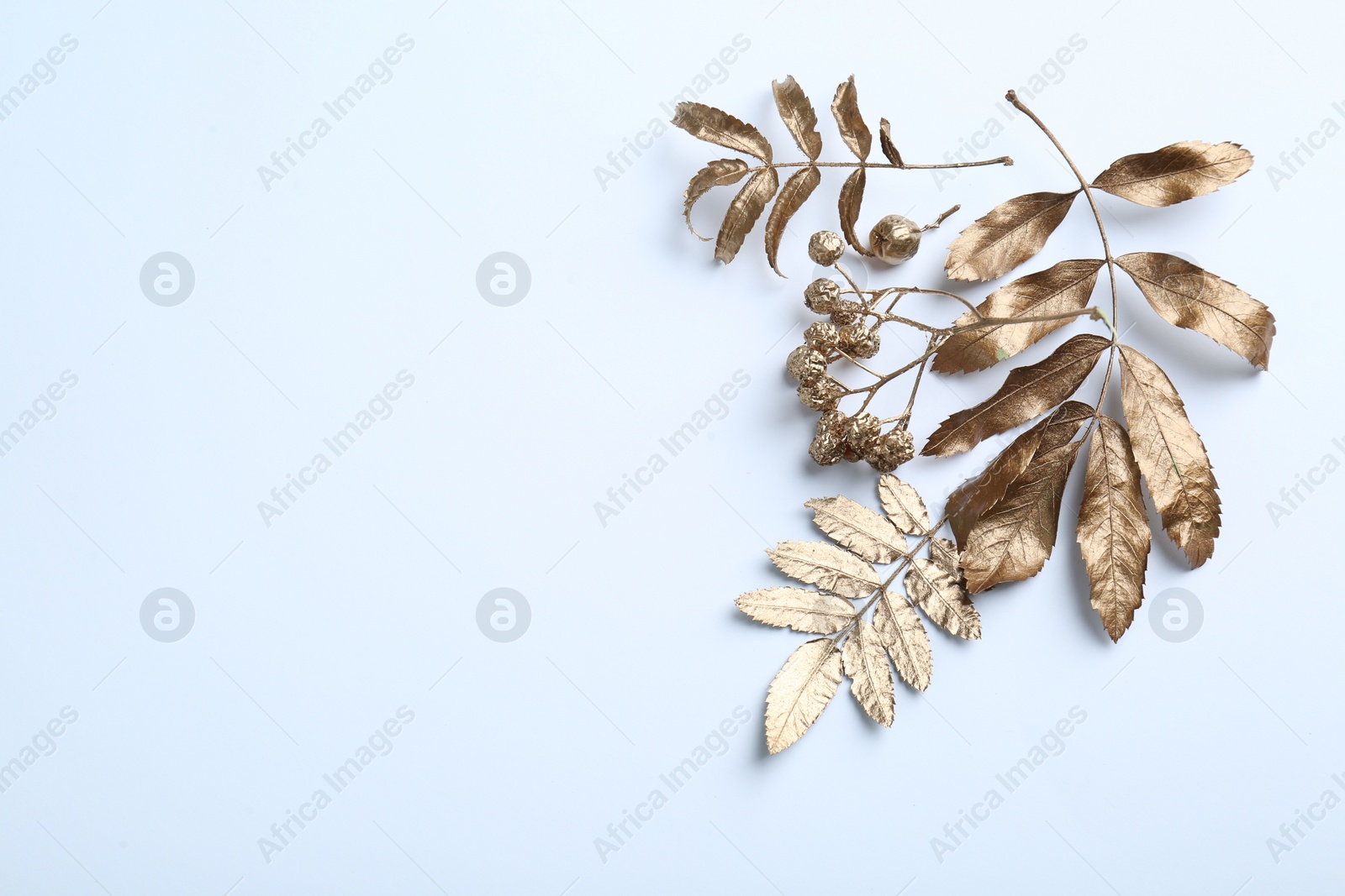 Photo of Golden rowan leaves and berries on white background, flat lay with space for text. Autumn season