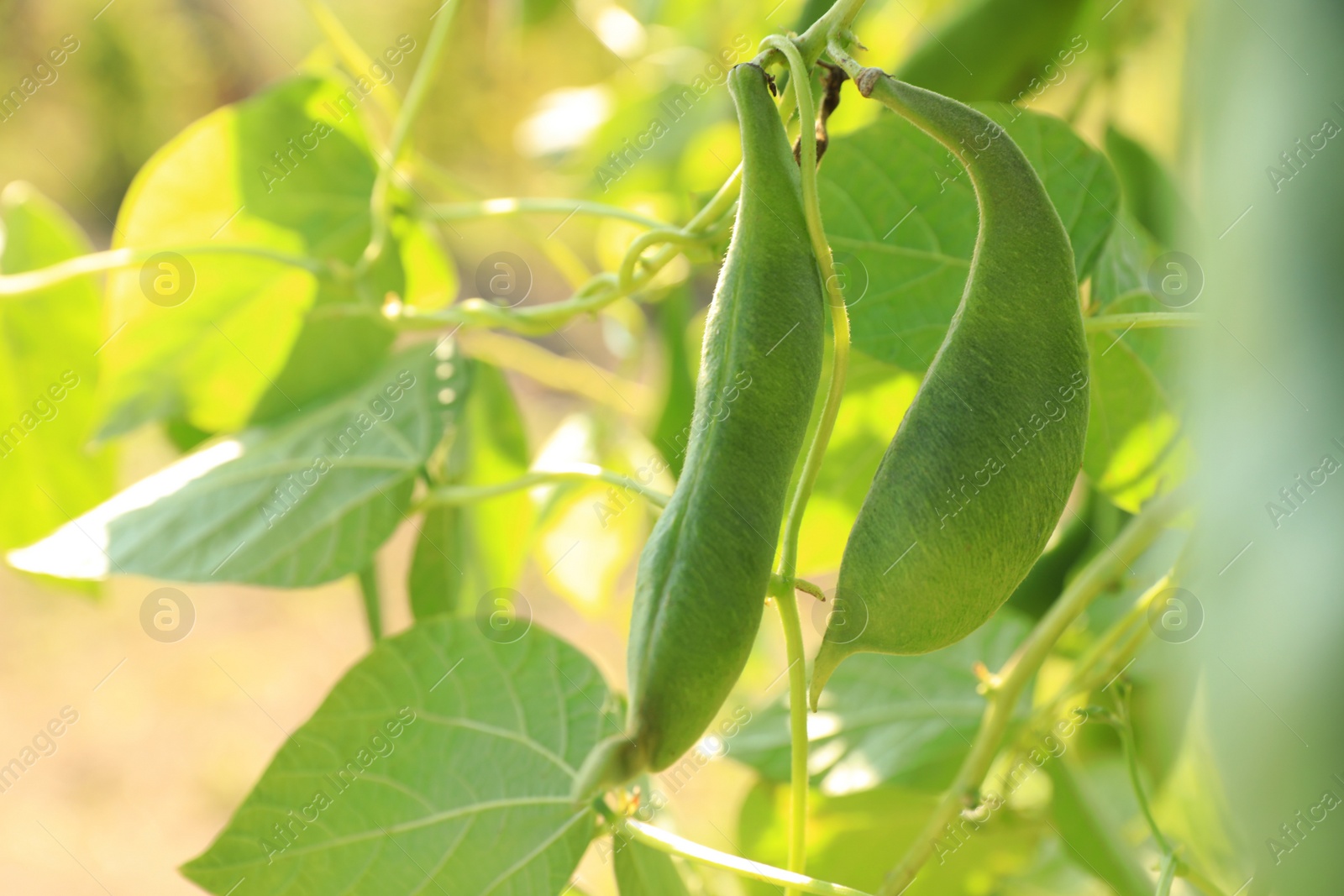 Photo of Fresh green beans growing outdoors on sunny day, closeup