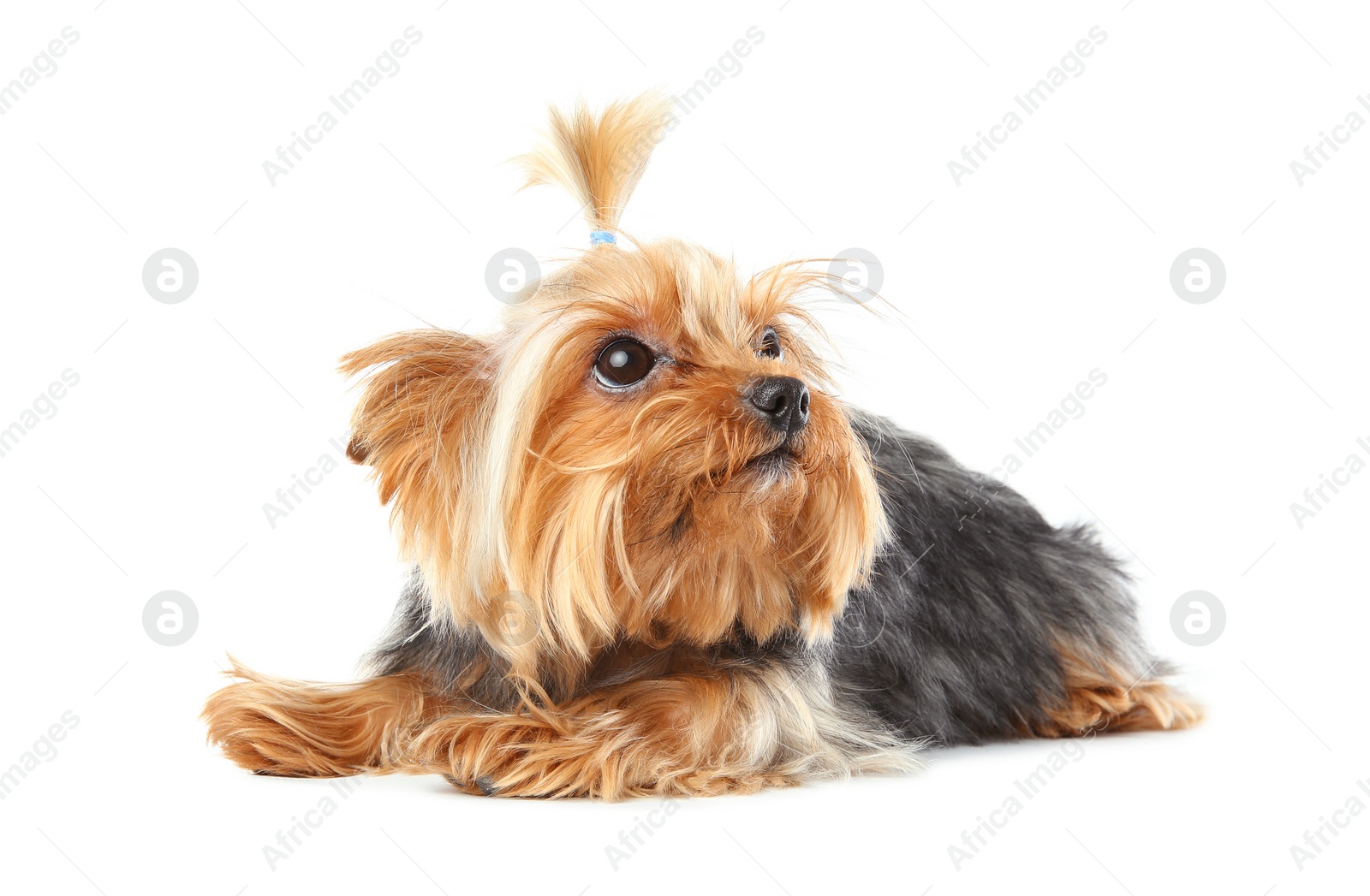 Photo of Yorkshire terrier isolated on white. Happy dog