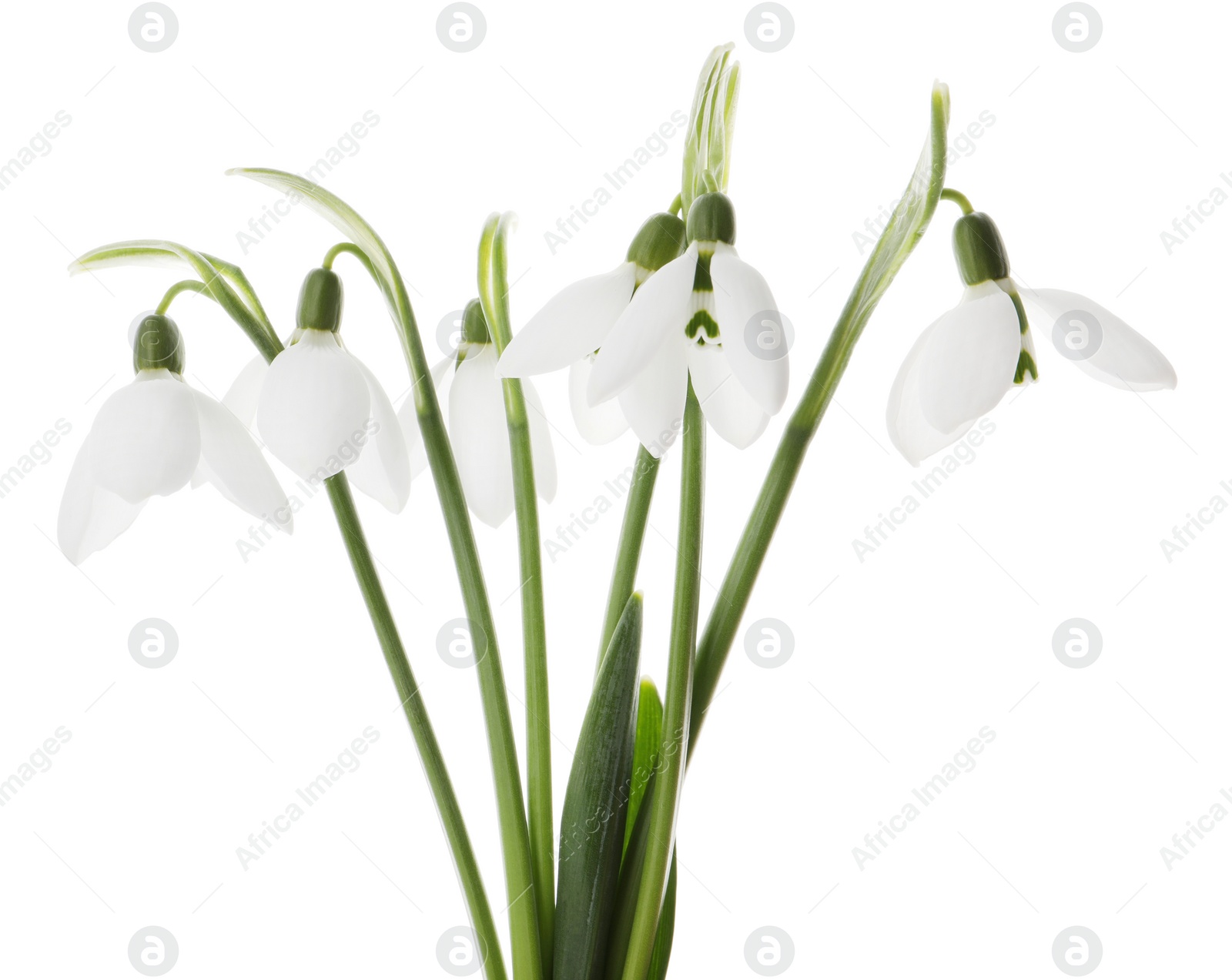 Photo of Beautiful snowdrops on white background. Spring flowers