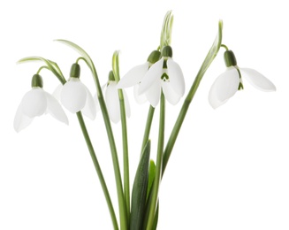 Photo of Beautiful snowdrops on white background. Spring flowers