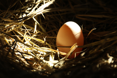 Closeup view of nest with chicken egg