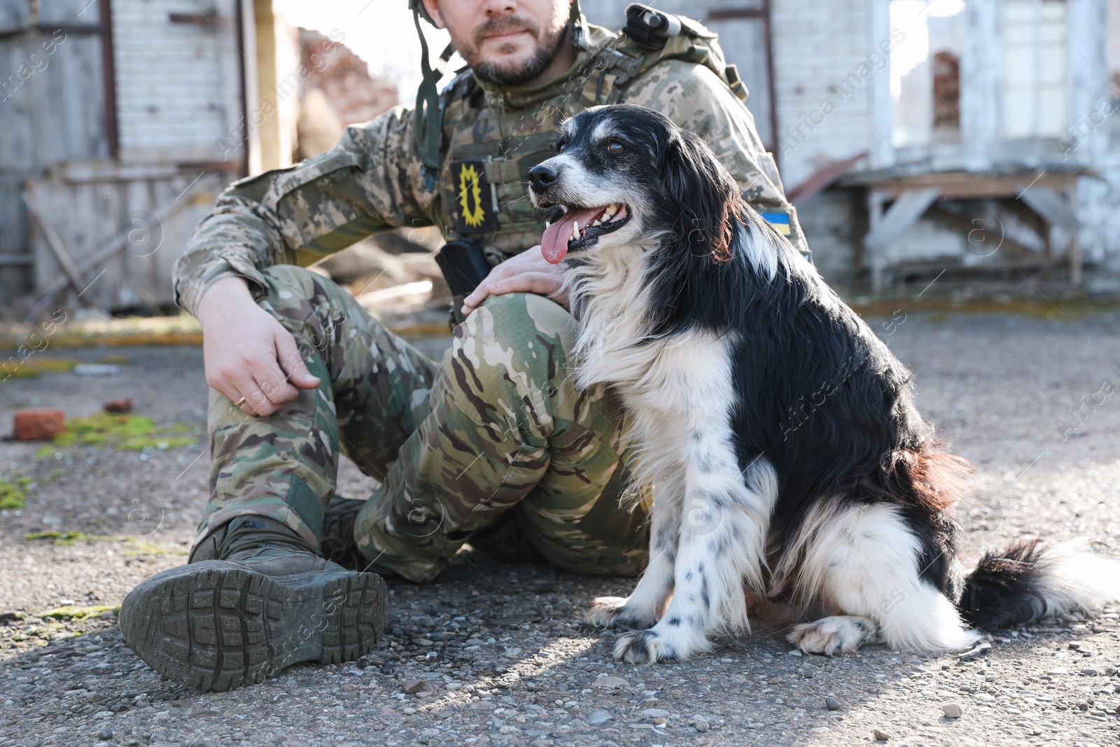 Photo of Ukrainian soldier with stray dog outdoors on sunny day, closeup