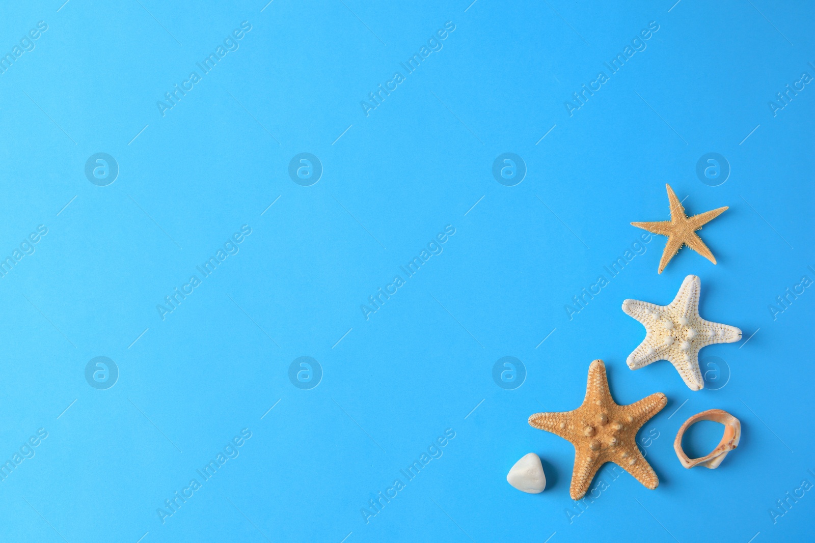 Photo of Beautiful starfishes and stone on blue background, flat lay. Space for text