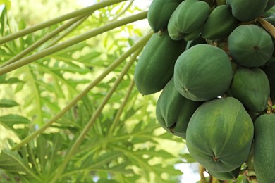 Photo of Unripe papaya fruits growing on tree outdoors, closeup. Space for text